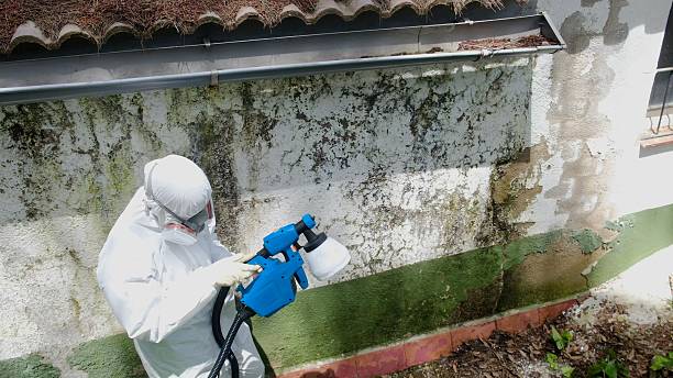 Top rated local Mold Remediation specialists in Cave Creek, AZ